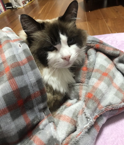 毛布に入るラグドール