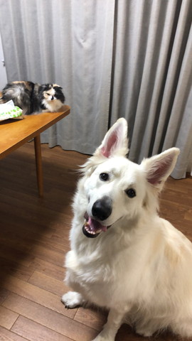 テーブルに猫と下にワンコ