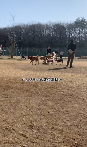 ドッグランの定位置はテロップ
