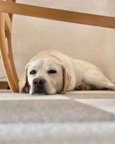 眠そうなワンコ