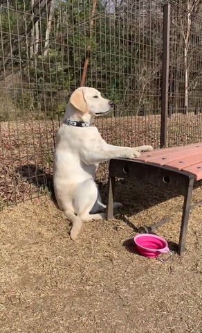 ベンチに前足置いて座ってるワンコ真顔