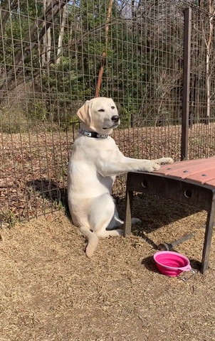 ベンチに前足置いて座ってるワンコカメラ目線