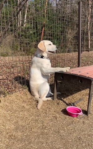 ベンチに前足置いて座ってるワンコ笑顔