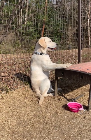 ベンチに前足置いて座ってるワンコにっこり笑顔