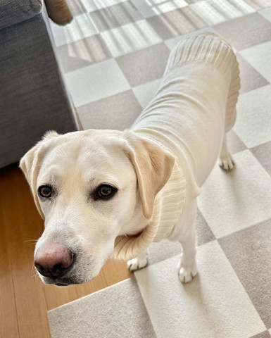 洋服着てるワンコ