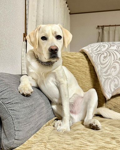 ソファに座るワンコ