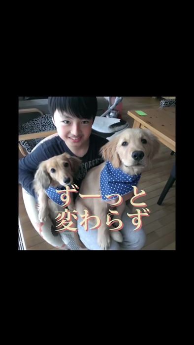 大型犬とお兄ちゃんの再会