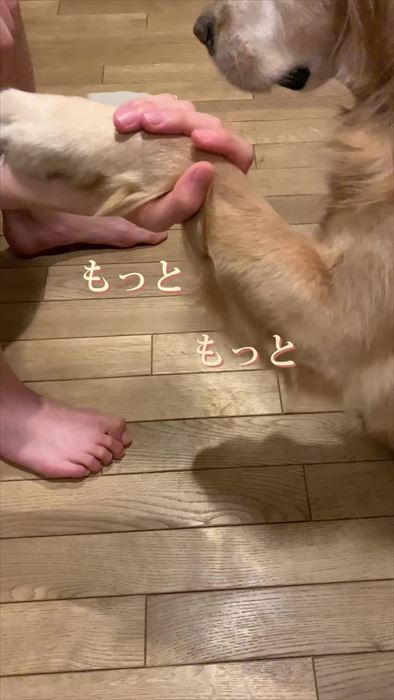 大型犬とお兄ちゃんの再会