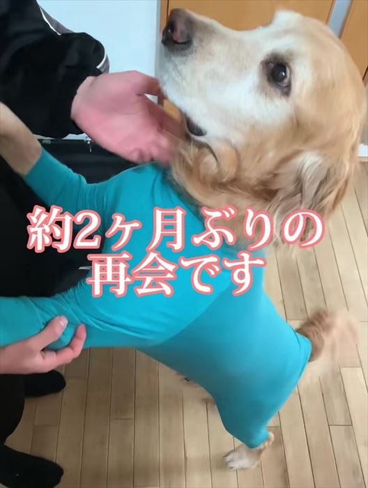 大型犬とお兄ちゃんの再会