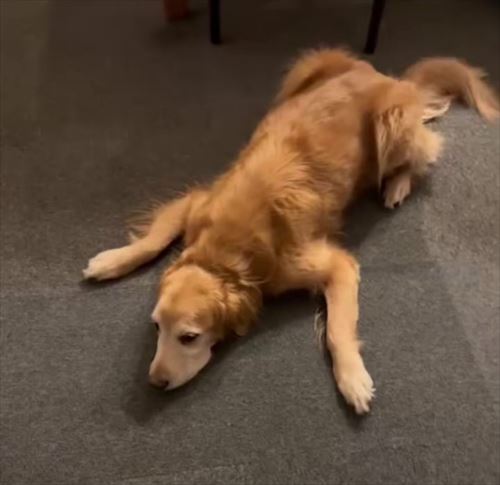 大型犬とお兄ちゃんの再会