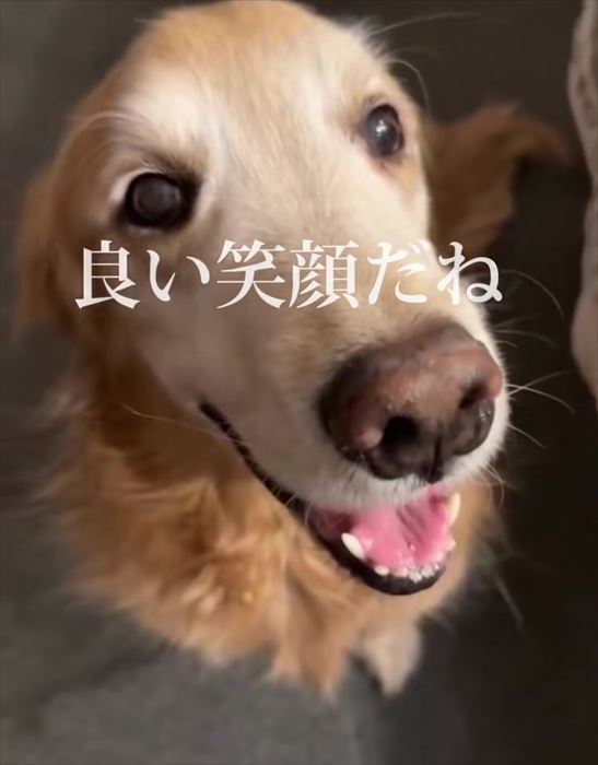 大型犬とお兄ちゃんの再会