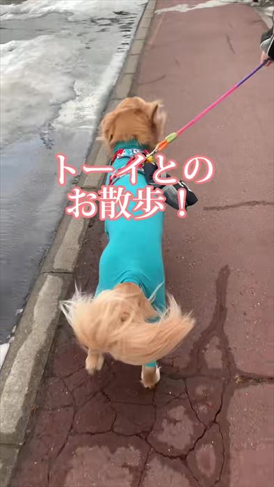大型犬とお兄ちゃんの再会