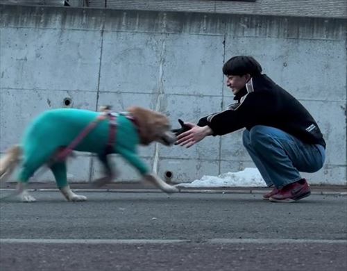 大型犬とお兄ちゃんの再会