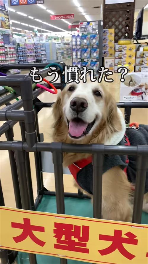 大型犬とお兄ちゃんの再会