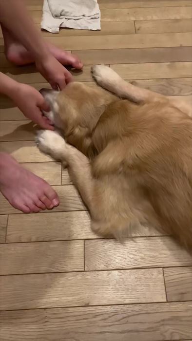 大型犬とお兄ちゃんの再会