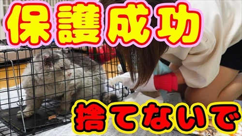 捨て猫保護