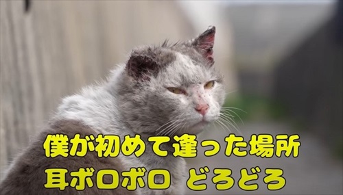 捨てられてボロボロの野良猫を保護