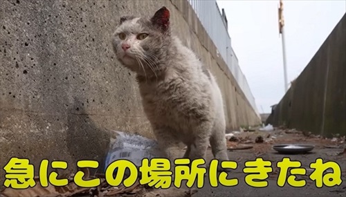 近づいてくる猫