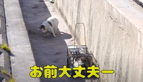 見守るボスネコ
