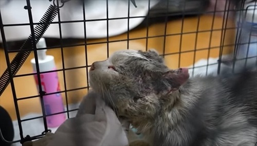 気持ちよさそうな猫