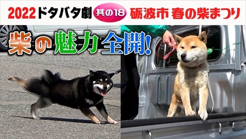 狂犬病予防注射会場春の柴まつり