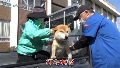 狂犬病予防注射会場春の柴まつり