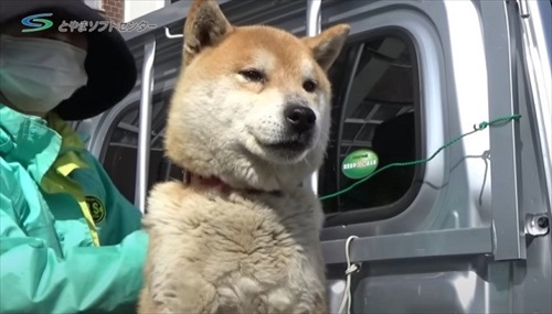 おとなしい柴犬
