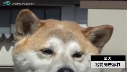 震える柴犬