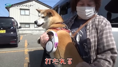打たれる柴犬