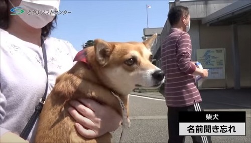 感じる柴犬