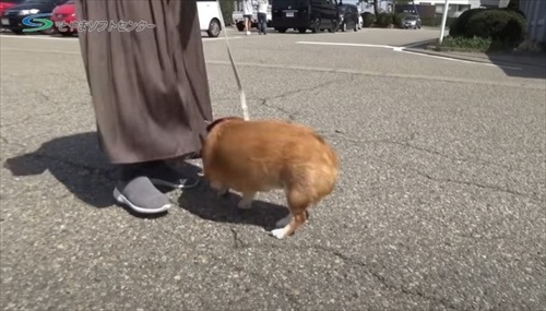 逃げようとする柴犬