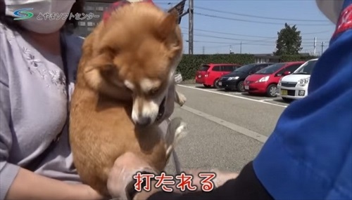 お怒りの柴犬