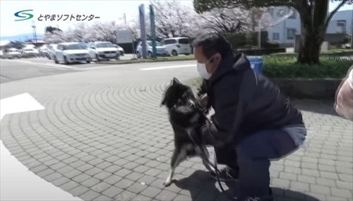 抵抗する柴犬