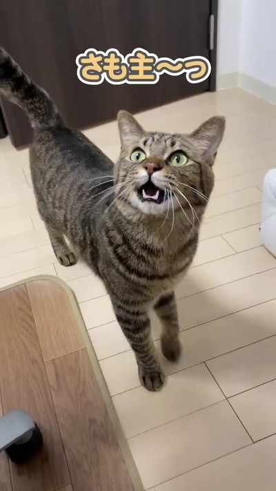 甘える猫