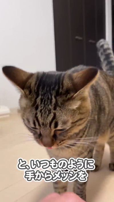 カリカリ食べる猫