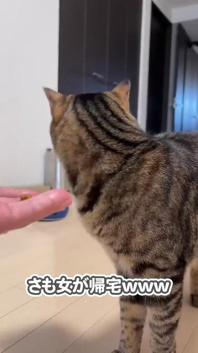 振り返る猫