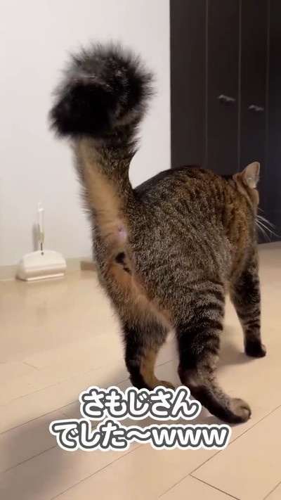威嚇する猫