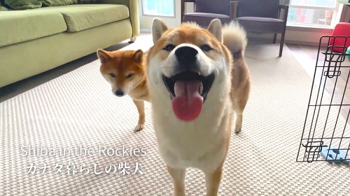 犬