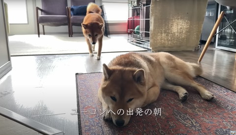 ユーコン出発の朝テロップ