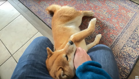 足元でごろんする柴犬