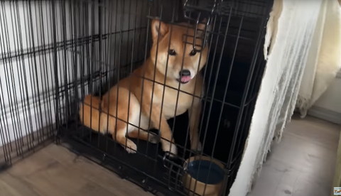ケージで舌だしてる柴犬
