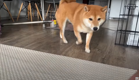 右足浮かせて歩く柴犬