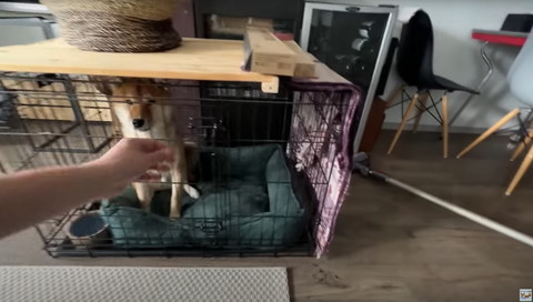ケージあけようとする