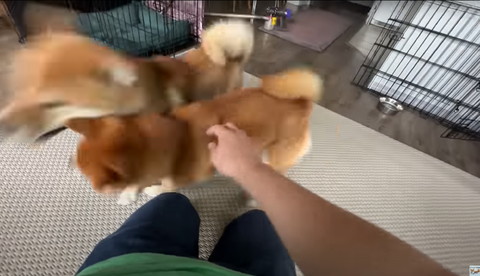 ぶれてる柴犬2匹