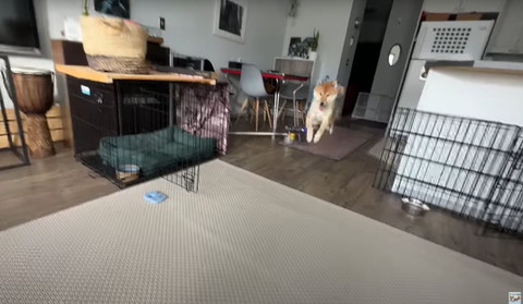 ジャンプする柴犬