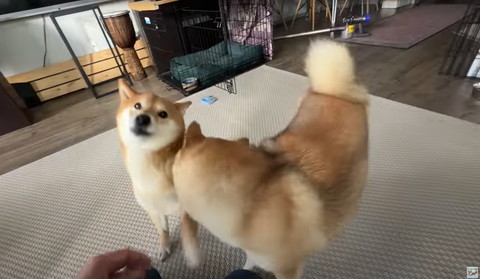 柴犬の匂いかぐ柴犬