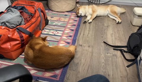 寝てる柴犬2匹