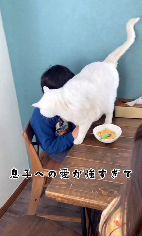 息子大好き猫