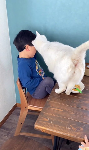 頭左側すりすり猫