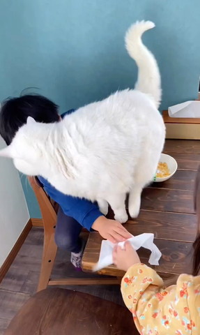 猫を挟んでティッシュを受け取るきょうだい